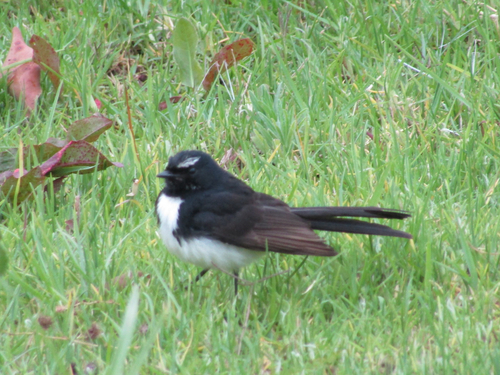 Rhipidura leucophrys observed 2026-10-31