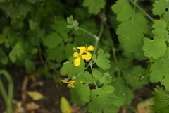 Chelidonium majus