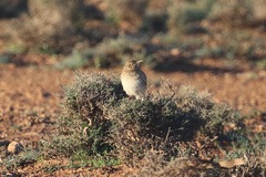 Chersophilus duponti
