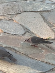 Streptopelia semitorquata