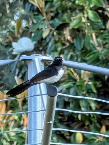 Rhipidura leucophrys observed 2026-10-31