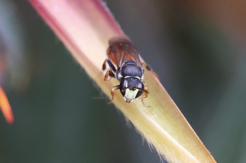 Hylaeus observed 2026-10-31