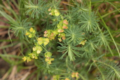 Euphorbia cyparissias