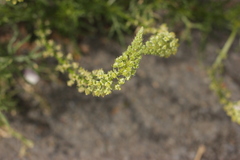 Reseda lutea