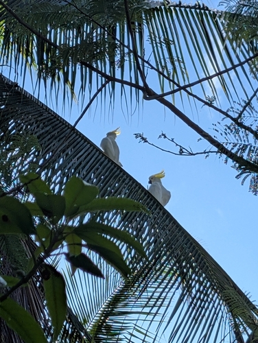 Cacatua galerita observed 2026-10-31