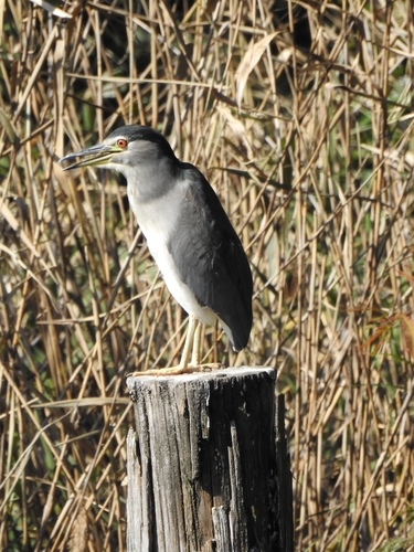 Nycticorax nycticorax observed 2026-10-31