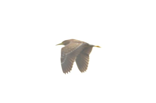 Nycticorax nycticorax observed 2026-10-31