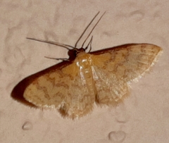 Idaea similinea