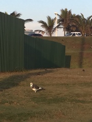 Columba livia domestica