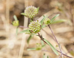 Monardella breweri lanceolata