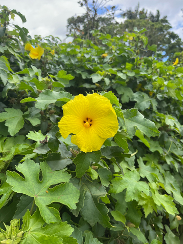 Hibiscus brackenridgei observed 2026-05-07