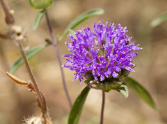 Monardella breweri lanceolata