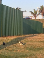 Columba livia domestica