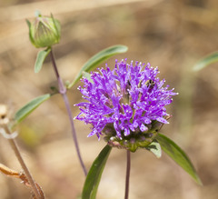 Monardella breweri lanceolata