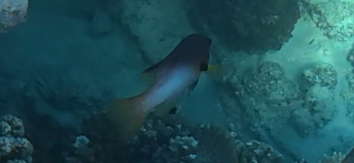 Bodianus axillaris observed 2026-10-29