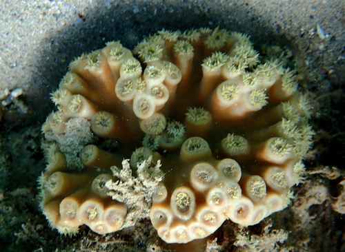 Turbinaria observed 2026-10-31