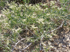 Nitraria schoberi