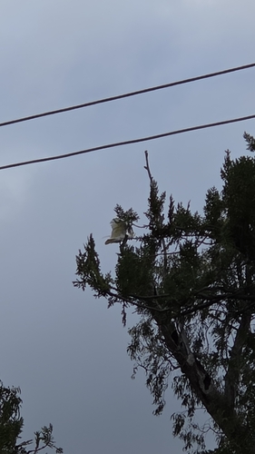 Cacatua galerita observed 2026-10-31