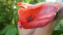 Malvaviscus penduliflorus