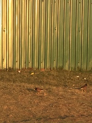 Acridotheres tristis