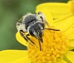 Andrena nasonii
