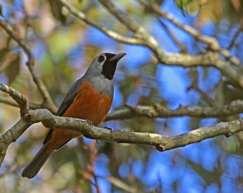 Black-faced Monarch