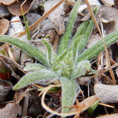 Saussurea angustifolia