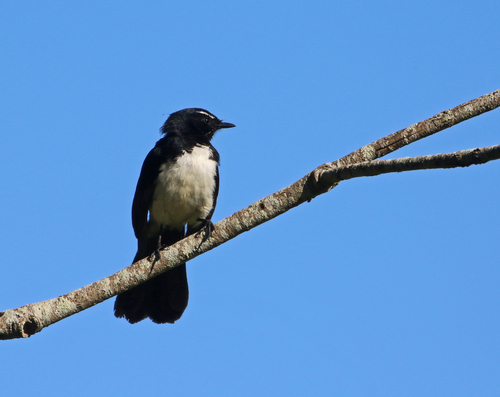 Willie Wagtail