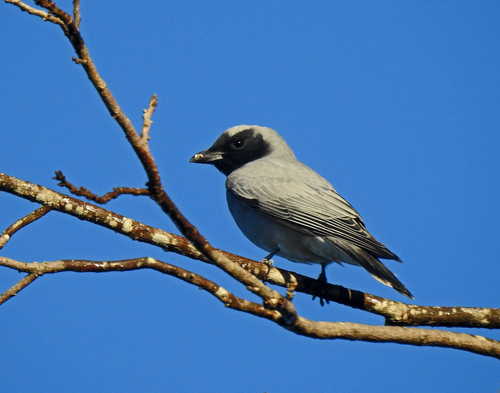 Black-faced Cuckooshrike
