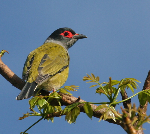 Australasian Figbird