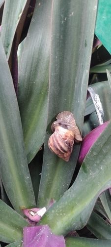 Achatina fulica observed 2026-10-31