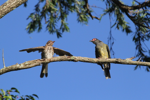 Australasian Figbird