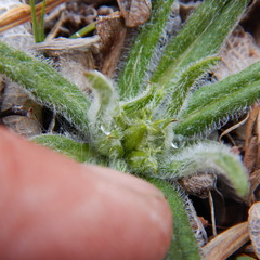 Saussurea angustifolia