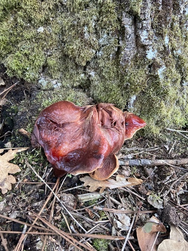 Hepaticae observed 2026-10-31