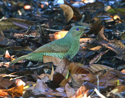 Satin Bowerbird