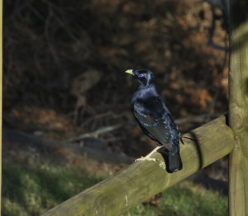 Satin Bowerbird