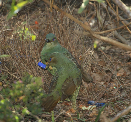 Satin Bowerbird
