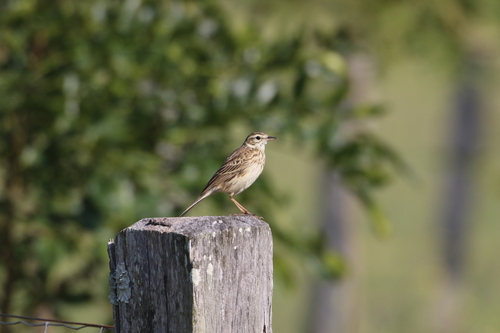 Australian Pipit