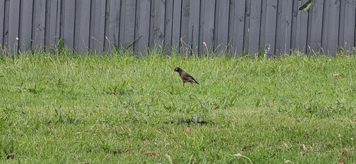 Acridotheres tristis observed 2026-10-31