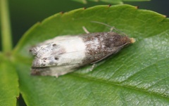 Notocelia cynosbatella