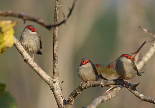 Red-browed Finch