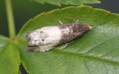 Notocelia cynosbatella