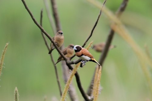 Chestnut-breasted Munia
