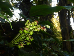 Burmeistera multiflora