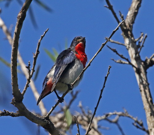 Mistletoebird