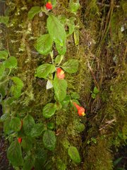 Pachycaulos nummularia