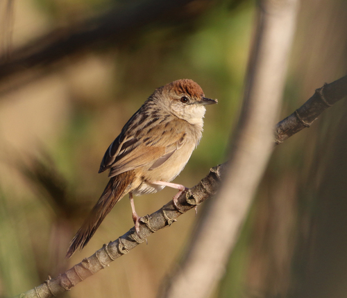 Tawny Grassbird