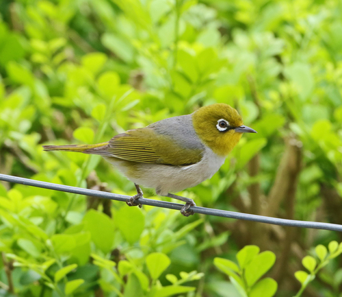 Silvereye