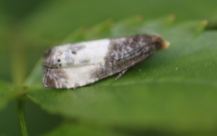 Notocelia cynosbatella