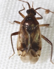 Eustictus